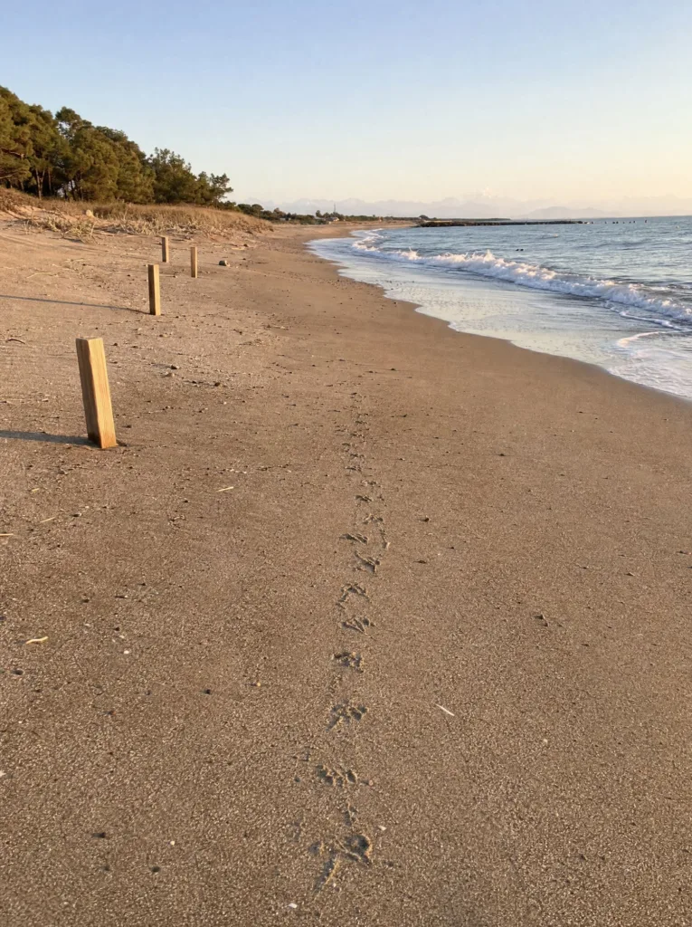 Loggerhead hatchling tracks crossing the sand to the sea at Belek